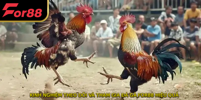 Kinh nghiệm theo dõi và tham gia đá gà FOR88 hiệu quả